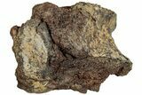 Fossil Dinosaur Bone Section - Wyoming #233824-1